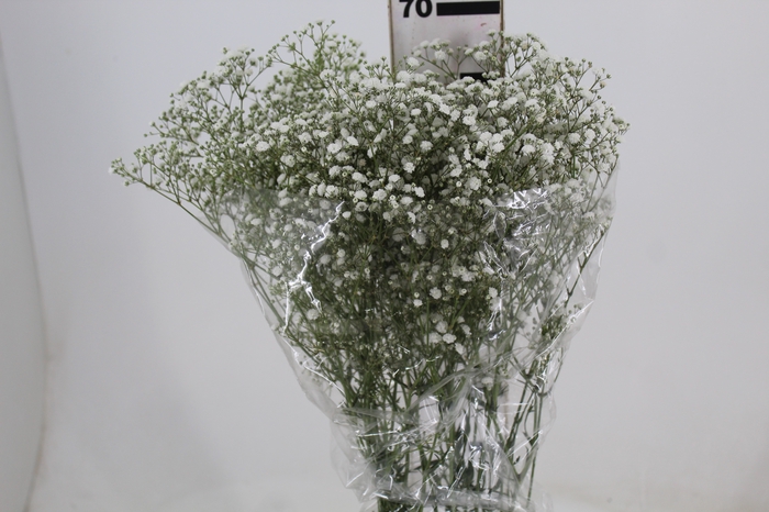 <h4>GYPSOPHILA DYNAMIC LOVE 070 CM</h4>