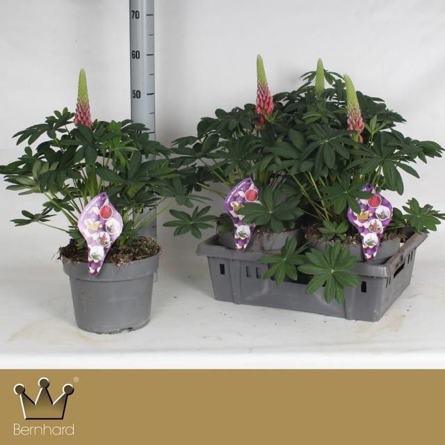 <h4>LUPI SALMON STAR</h4>