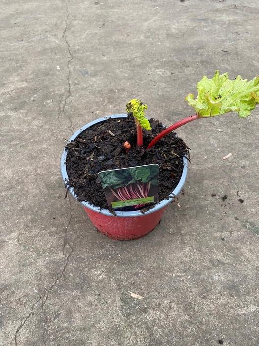 <h4>Rabarber 19cm</h4>