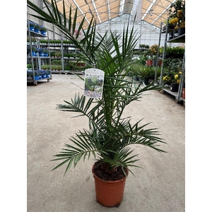 Phoenix Canariensis