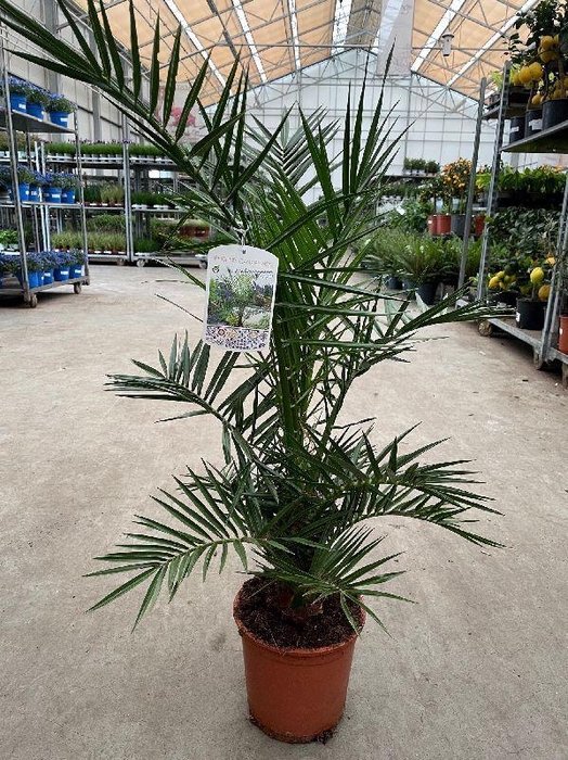 <h4>Phoenix Canariensis</h4>