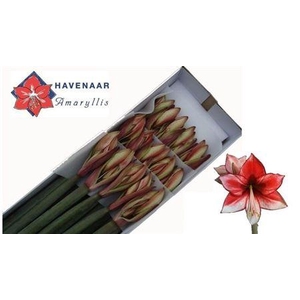 Hipp Di Charisma X15