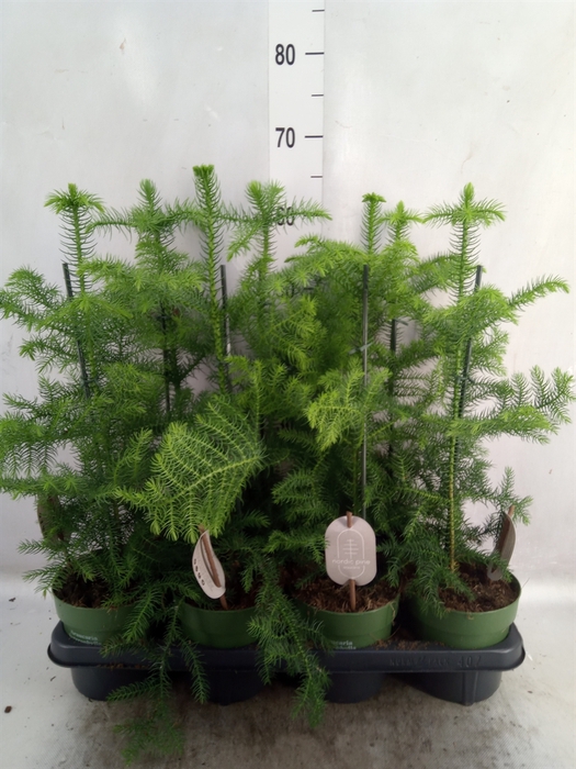 <h4>Araucaria heterophylla</h4>