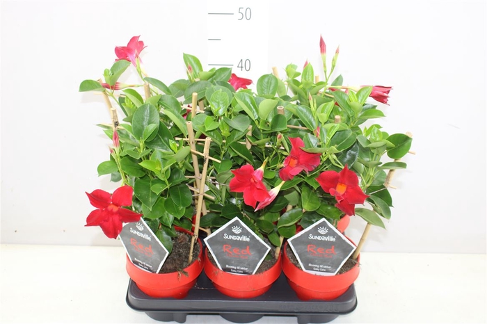 Mandevilla Sun Red Op Rek