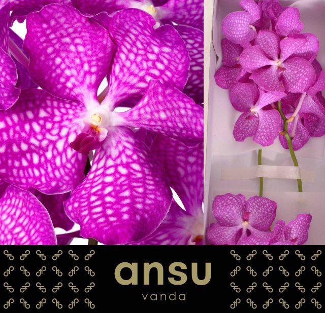 <h4>VANDA KAN MAG PINK</h4>