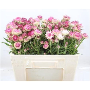 HELICHRYSUM PINK