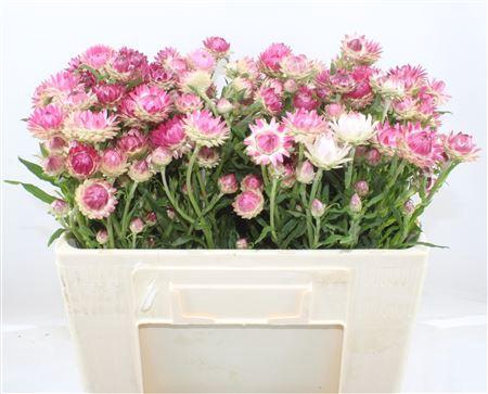 <h4>HELICHRYSUM PINK</h4>
