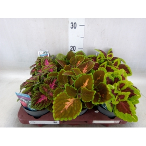 Plectranthus col.   ...mix