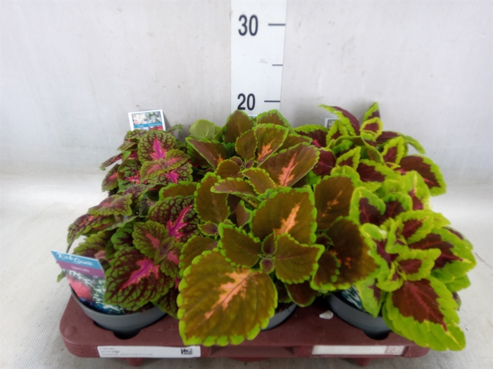 <h4>Plectranthus col.   ...mix</h4>