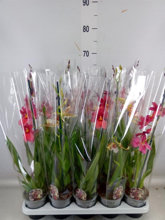 <h4>Cambria   ...mix</h4>