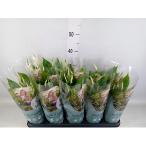 Spathiphyllum  'Bellini'