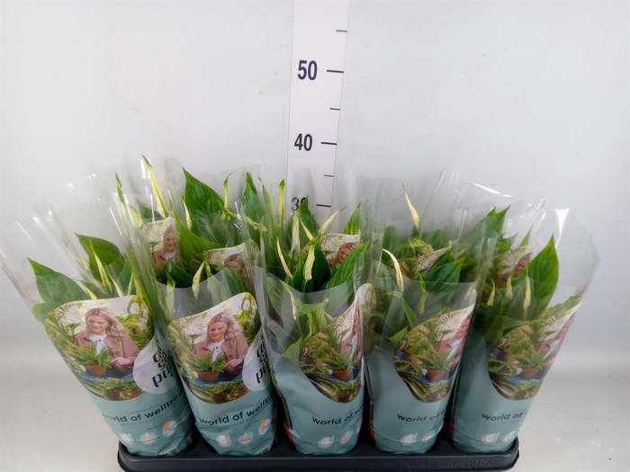 <h4>Spathiphyllum  'Bellini'</h4>