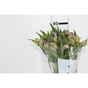 ALSTROEMERIA PLATINA 080 CM