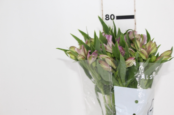 <h4>ALSTROEMERIA PLATINA 080 CM</h4>