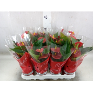 Anthurium  'Diamond Red'