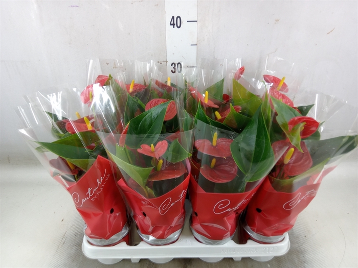 <h4>Anthurium  'Diamond Red'</h4>