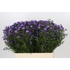 Aster Casamare