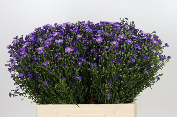 <h4>Aster Casamare</h4>
