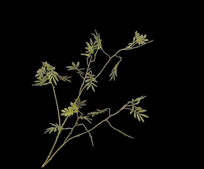 <h4>MIMOSA TAK GROEN  96 cm</h4>