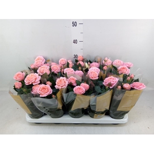 Rosa  'Adele Kordana Grande'