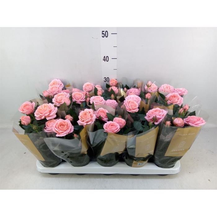 <h4>Rosa 'Adele Kordana Grande'</h4>