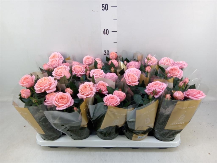 Rosa  'Adele Kordana Grande'