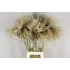 DF Miscanthus Dry Feather