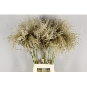 DF Miscanthus Dry Feather