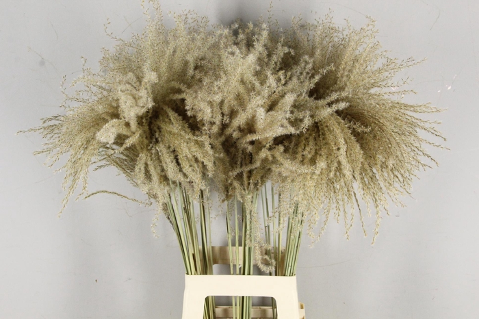 DF Miscanthus Dry Feather