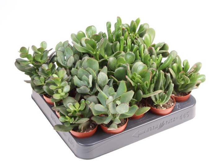 <h4>Crassula Overig mini Mix, CR5001</h4>