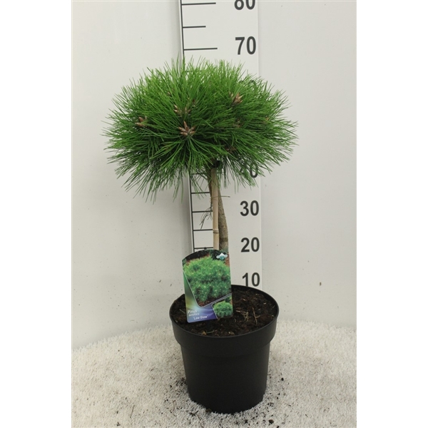 <h4>Pinus densiflora 'Low Glow' op stam P24 potgedrukt</h4>