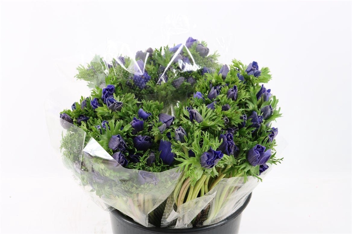 <h4>Anem Marianne Blue</h4>