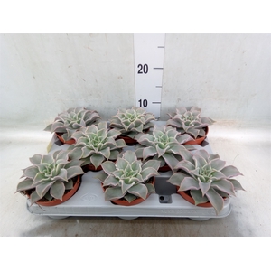 Echeveria   ...