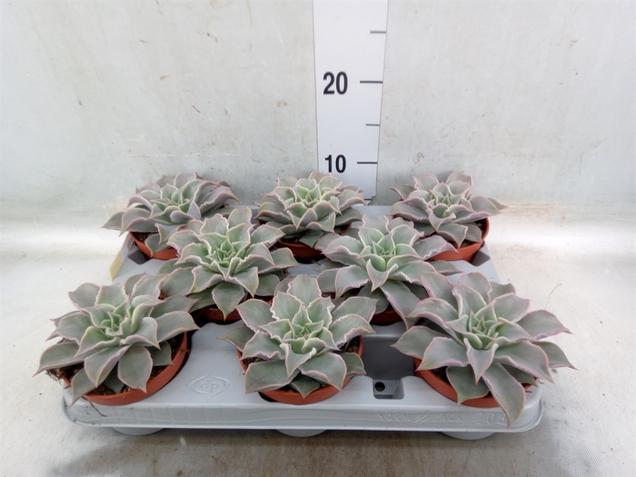 <h4>Echeveria   ...</h4>