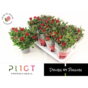 Ro Sca Mercedes Kord