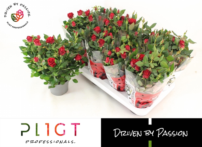 <h4>RO SCA MERCEDES KORD</h4>