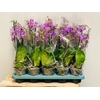 Phalaenopsis mucho Violet Queen 12Ø 50cm 2 Pędy