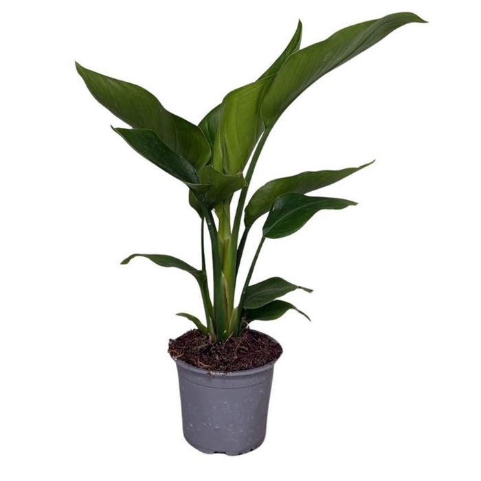 <h4>Strelitzia nicolai</h4>