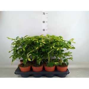 Schefflera arbor. 'Gerda'
