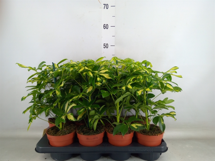 <h4>Schefflera arbor. 'Gerda'</h4>