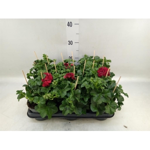 Pelargonium pelt.   ...