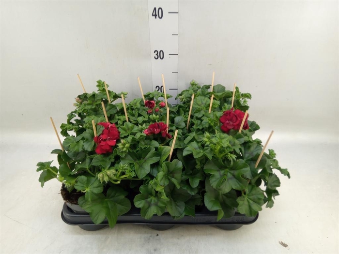 <h4>Pelargonium pelt.   ...</h4>