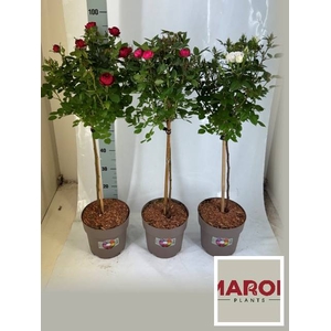 Rosa on stem mix trolley 21Ø 95cm