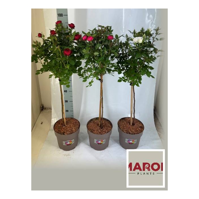 <h4>Rosa on stem mix trolley 21Ø 95cm</h4>