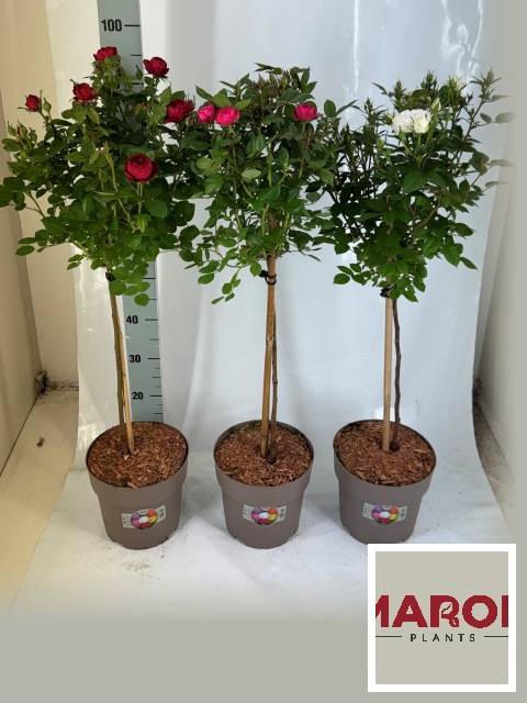 Rosa on stem mix trolley 21Ø 95cm