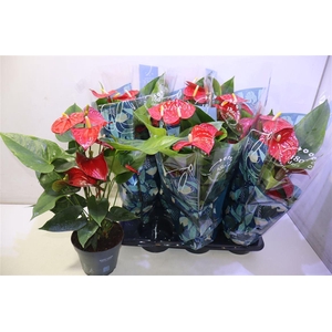 arr8 Anthu An Karma Red