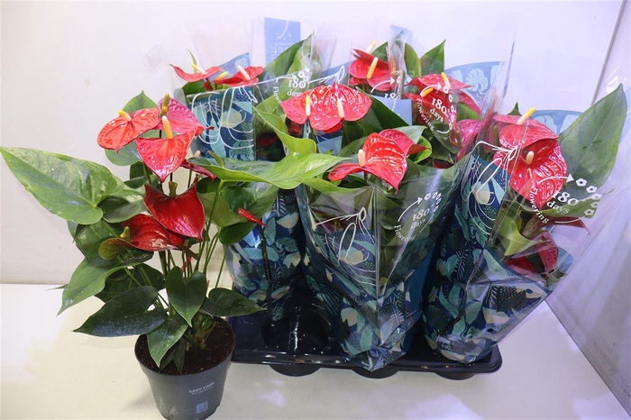 <h4>Anthu An Karma Red</h4>