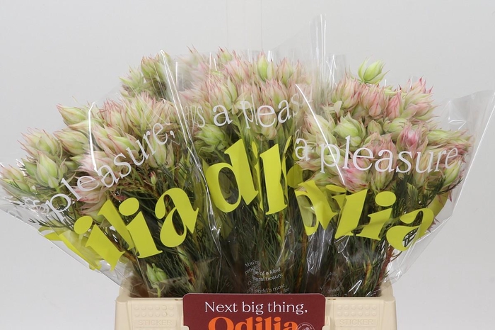 <h4>Blushing Bride Bridal Pink</h4>