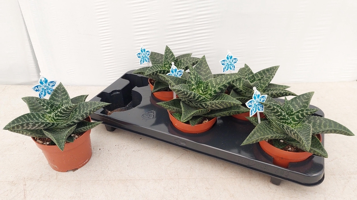 <h4>GASTERALO TIKI ZILLA</h4>