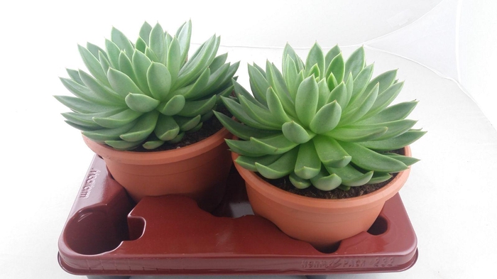 <h4>Echeveria Agavoides</h4>